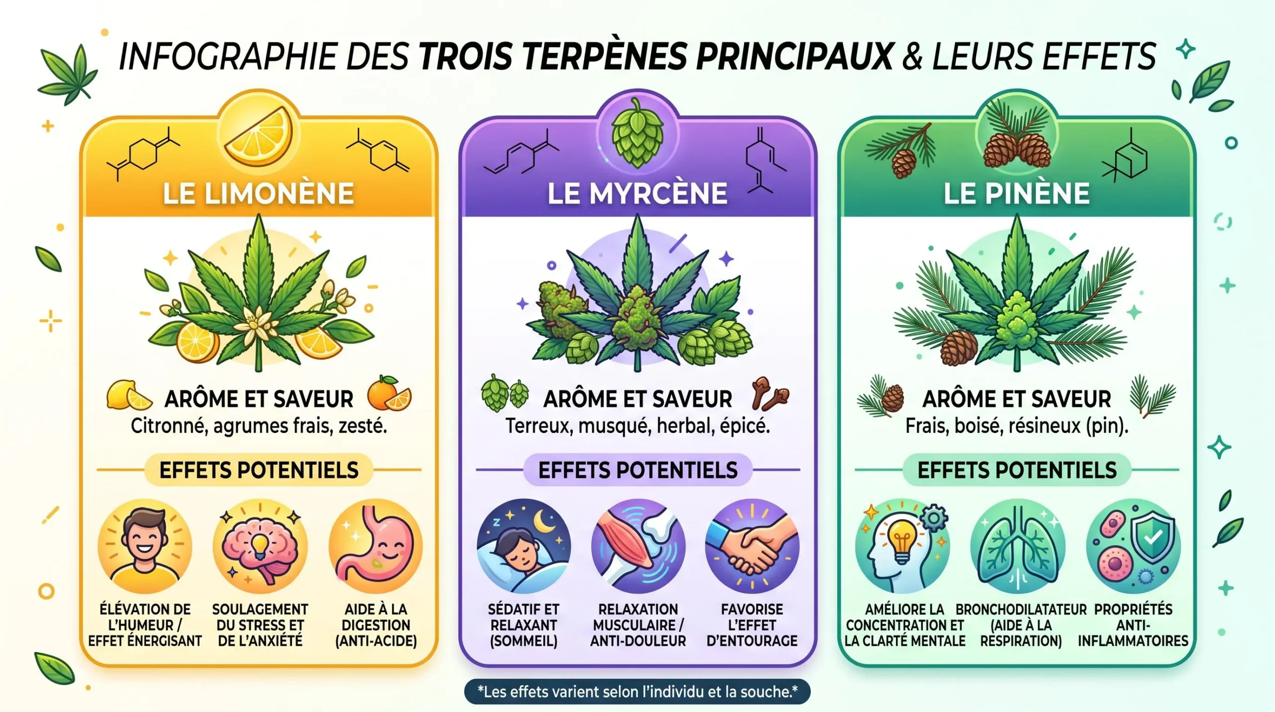 Infographie illustrant les trois terpènes principaux avec des icônes représentant leurs effets distincts